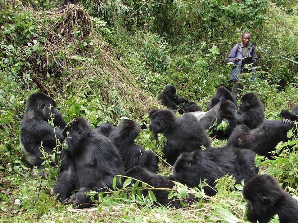 12 Day Gorilla Trekking and Great Migration Safari