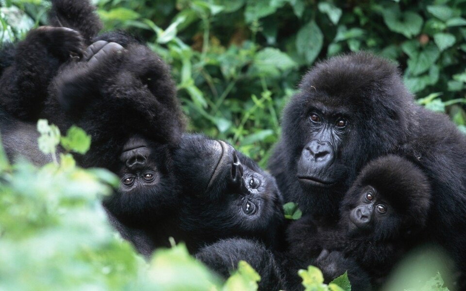 Accessible Luxury Gorilla Trekking
