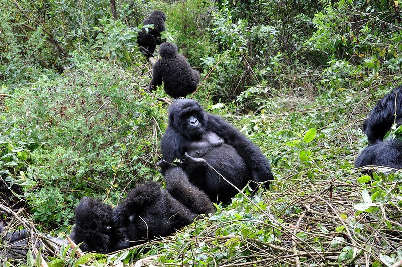 All Inclusive Luxury Gorilla Safaris in Uganda and Rwanda