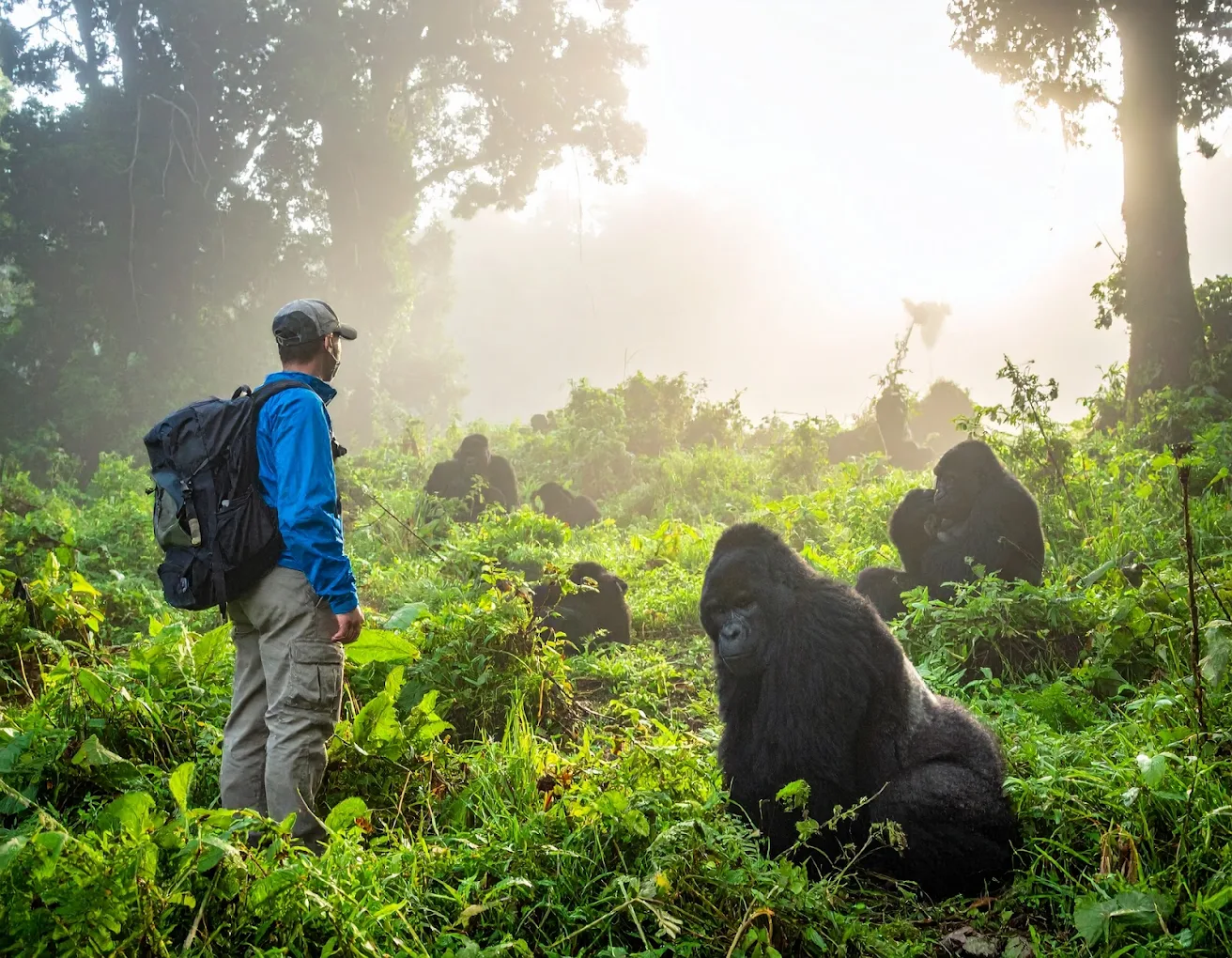 Backpacker Gorilla Trekking in Rwanda