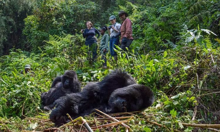Best Airports for Gorilla Trekking Safaris