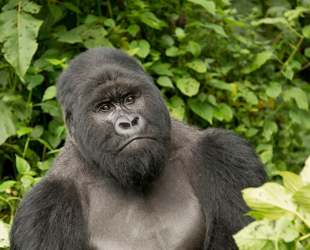 Best Time for Luxury Gorilla Trekking in Rwanda