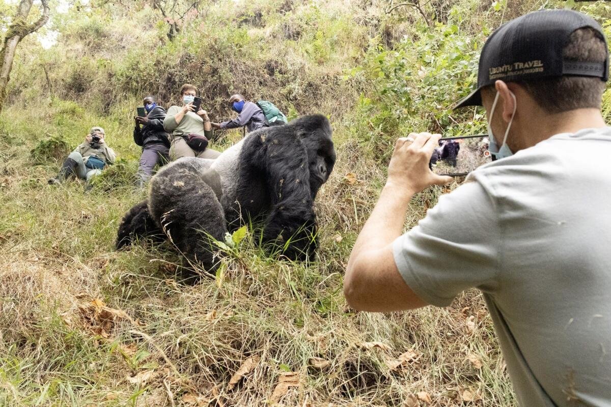 Luxury Gorilla Photography Safari Rwanda