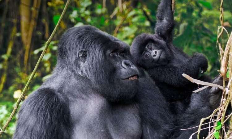 Gorilla Trekking Rwanda