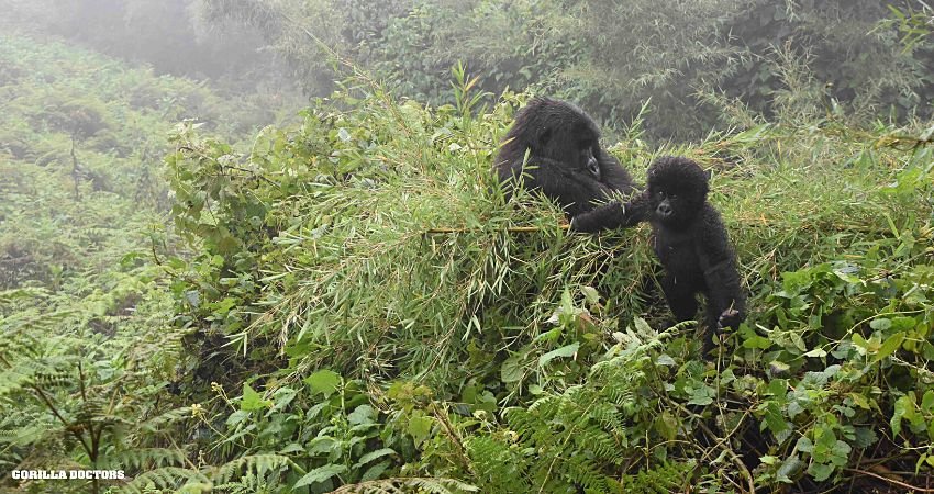 Best Time for Luxury Gorilla Trekking in Rwanda for Honeymooners