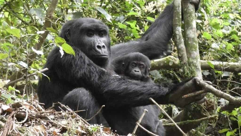 Best Time for Luxury Gorilla Trekking in Uganda