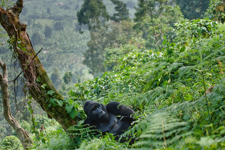 Gorilla Permit Availability Checker for Luxury Travelers