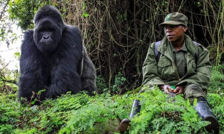 Gorilla Trekking Etiquette for Luxury Travelers