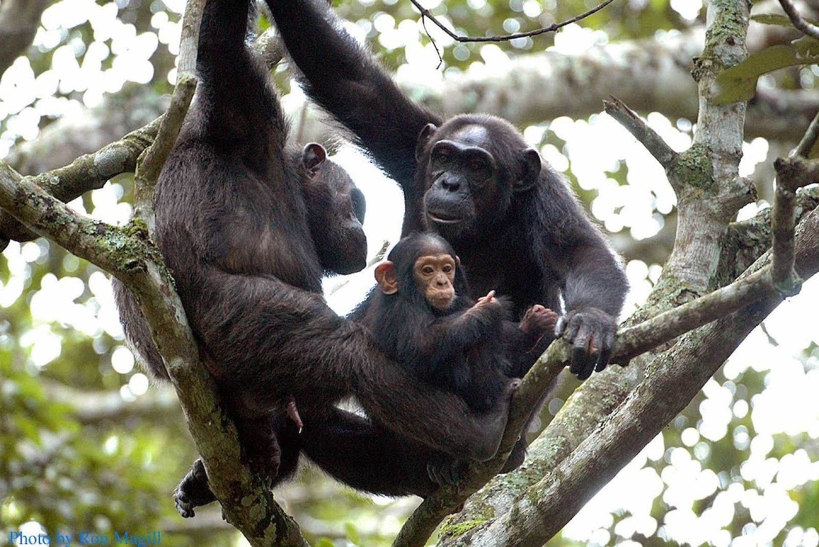 Luxury Chimpanzee Tracking Experience in Nyungwe Forest