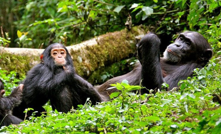 Luxury Chimpanzee Tracking in Nyungwe Forest National Park