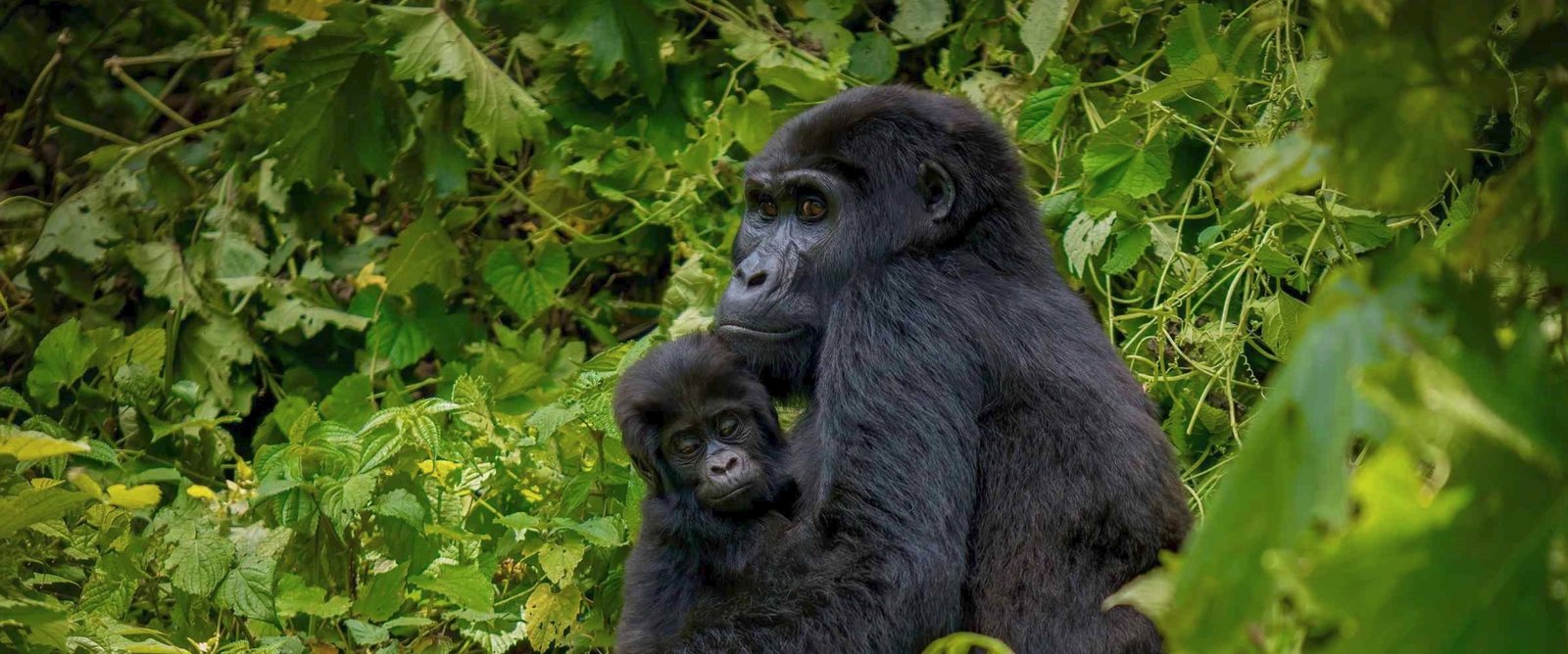 Adventurous gorilla safari to Bwindi Forest in southwestern Uganda