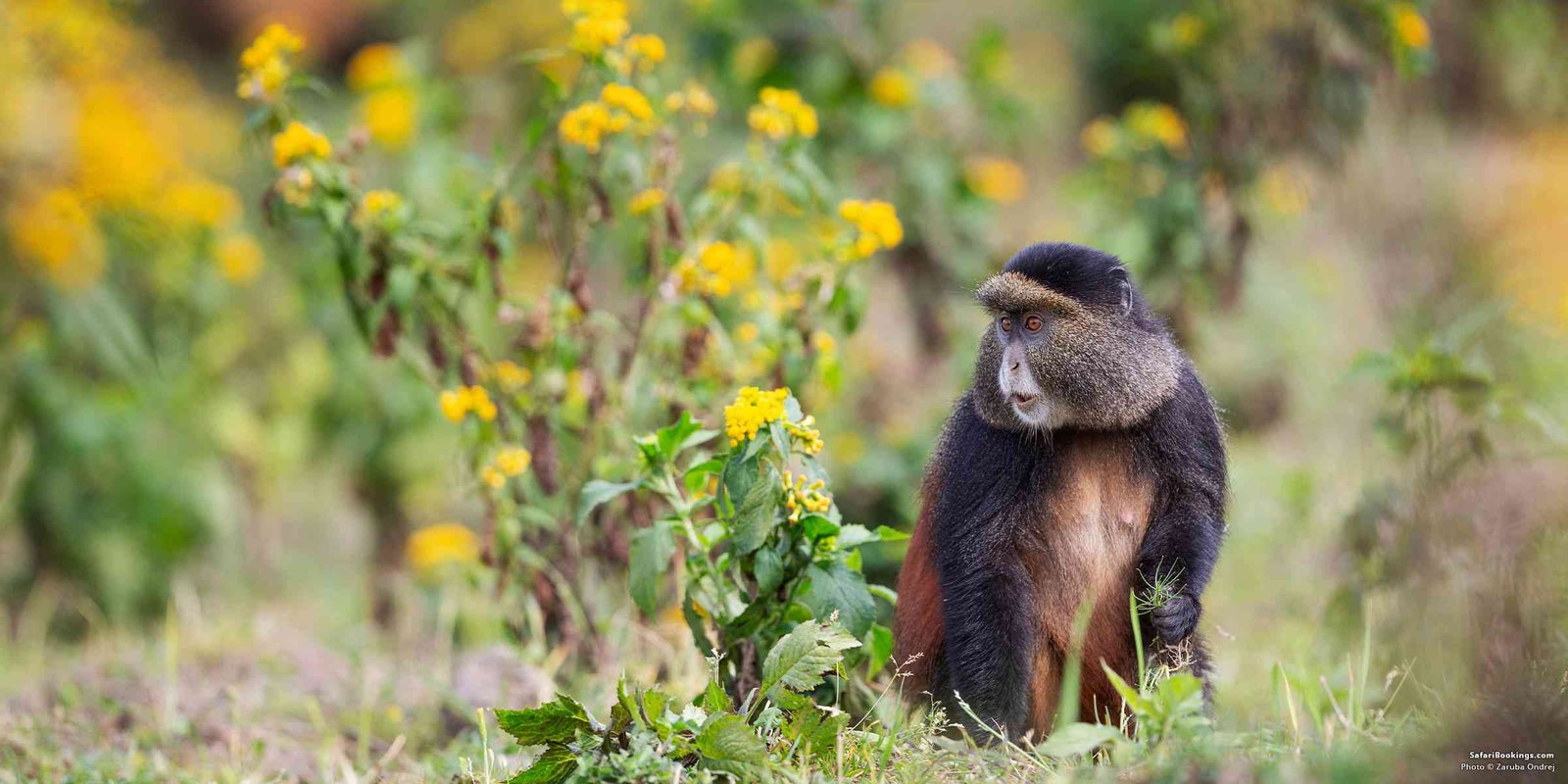 Best Places to Track Golden Monkeys in East Africa