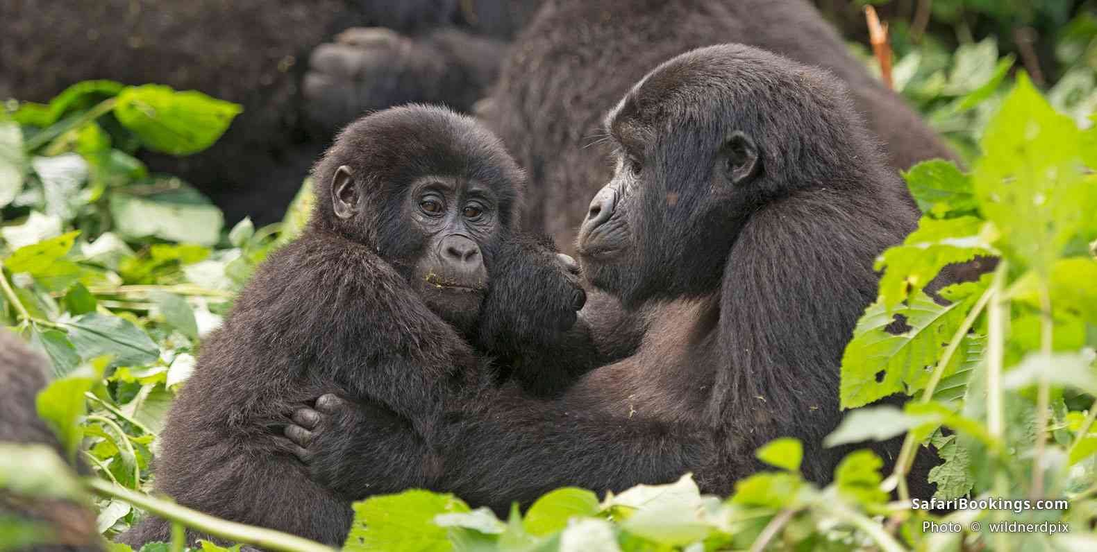 Gorilla Trekking Uganda vs Rwanda Which is Better