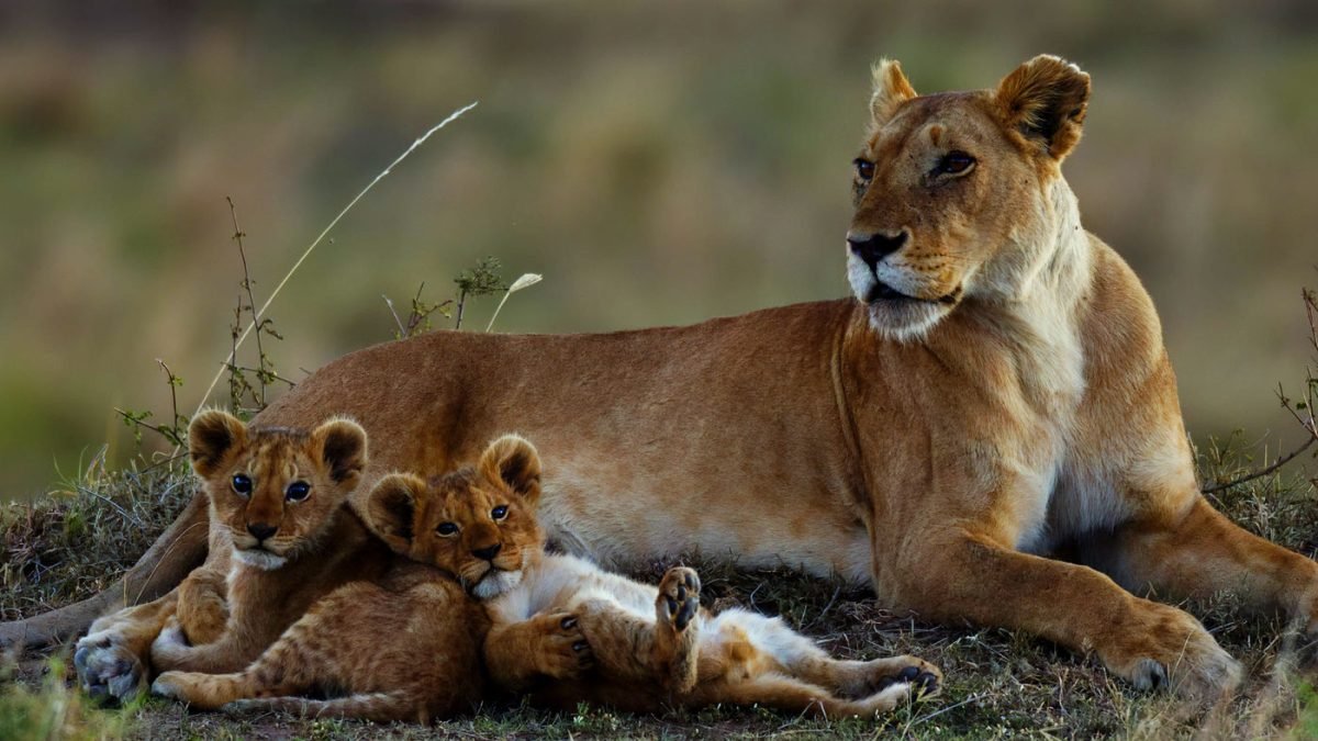10 Days Kenya Wildlife Safari to Diani Beach