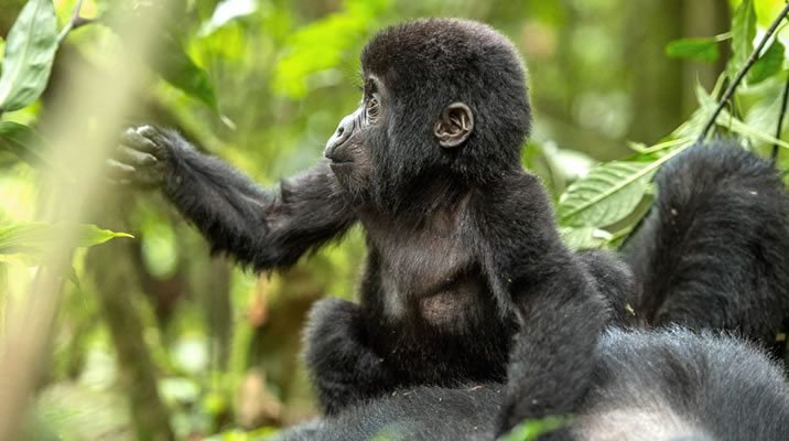 12 Days Uganda Rwanda Combined Safari