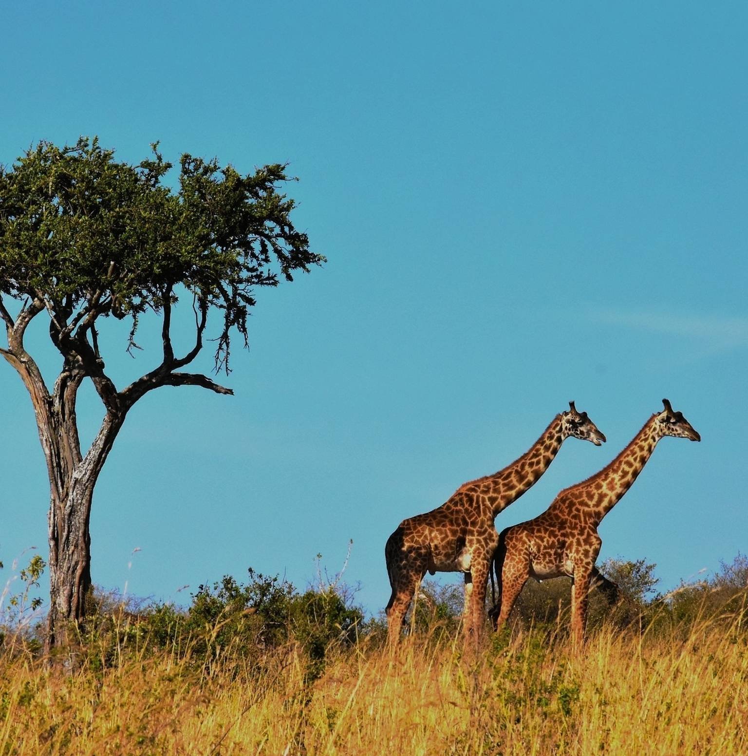 Rwanda Safari Wildlife Experience