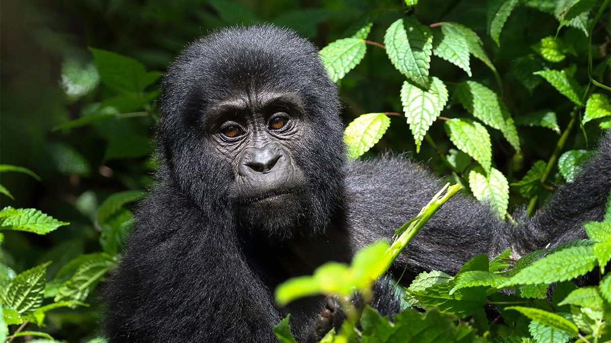2 Days Gorilla Trekking in Bwindi from Kigali