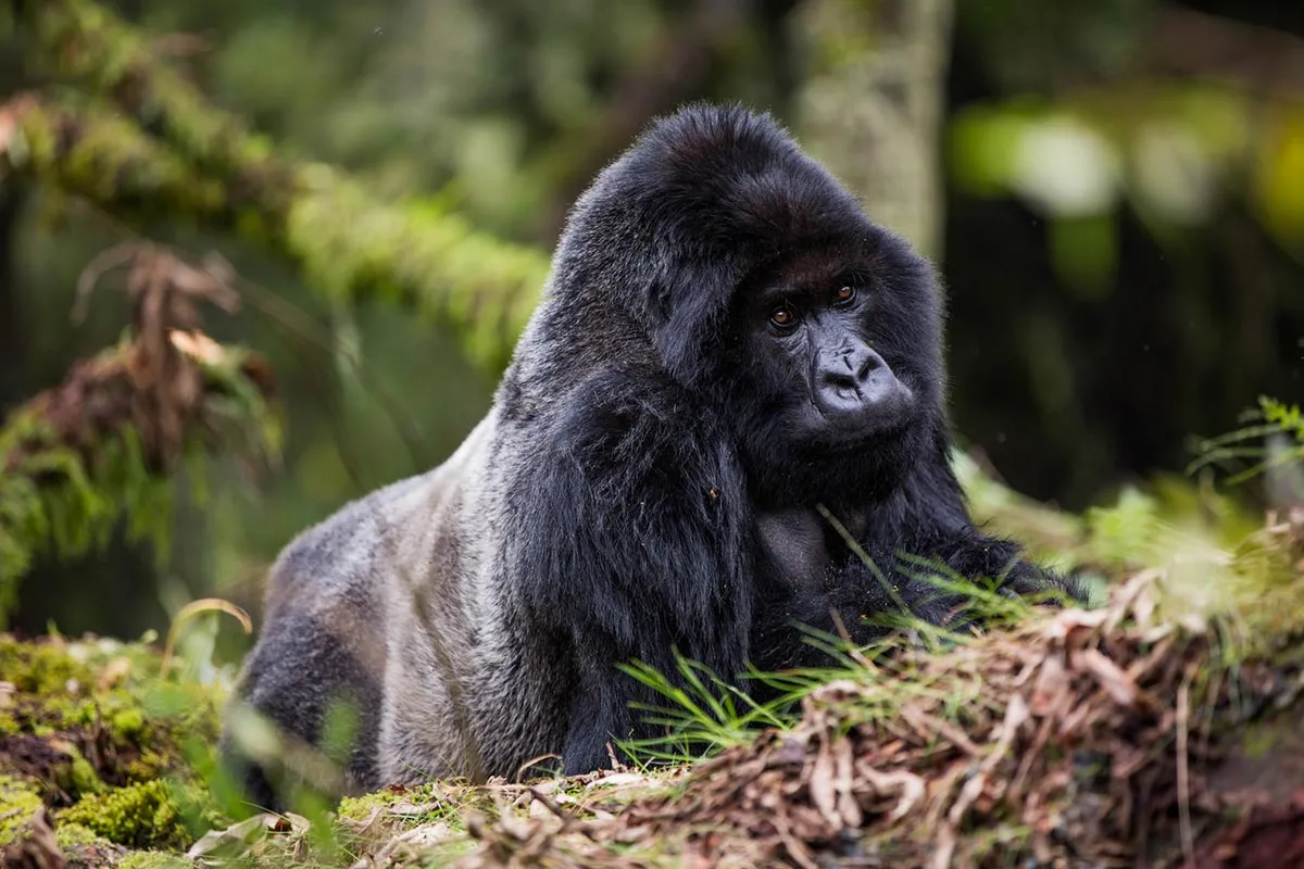 2 Days Rwanda Gorilla Safari Adventure