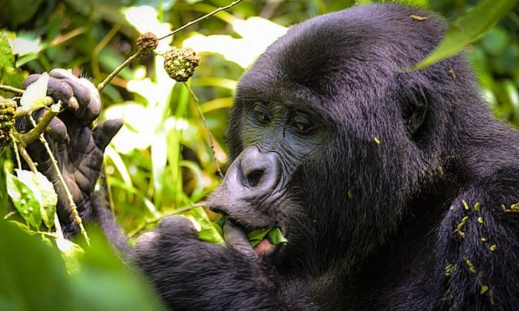 2 Days Uganda Gorilla Safari from Kigali