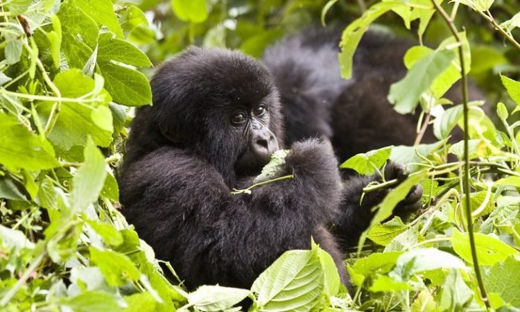 3 Days Uganda Luxury Gorilla Trekking Safari