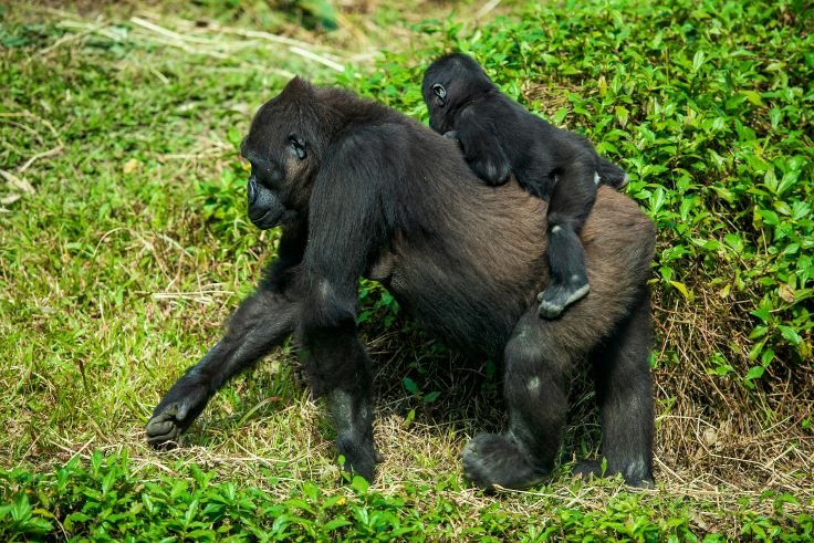 3 Day Luxury Gorilla Trekking Safari