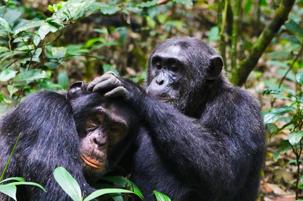Kibale Forest National Park Safari Uganda