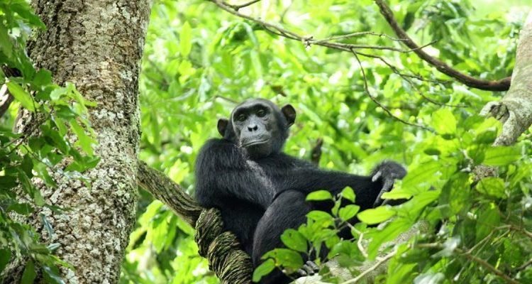 3 Days Nyungwe Forest Adventures Rwanda