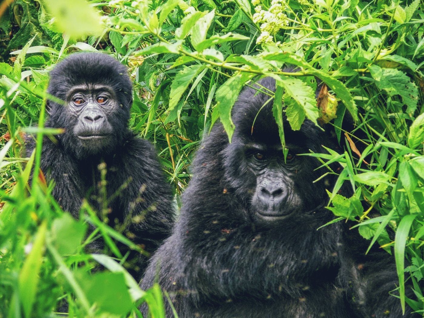 Rwanda Family Safari Adventure