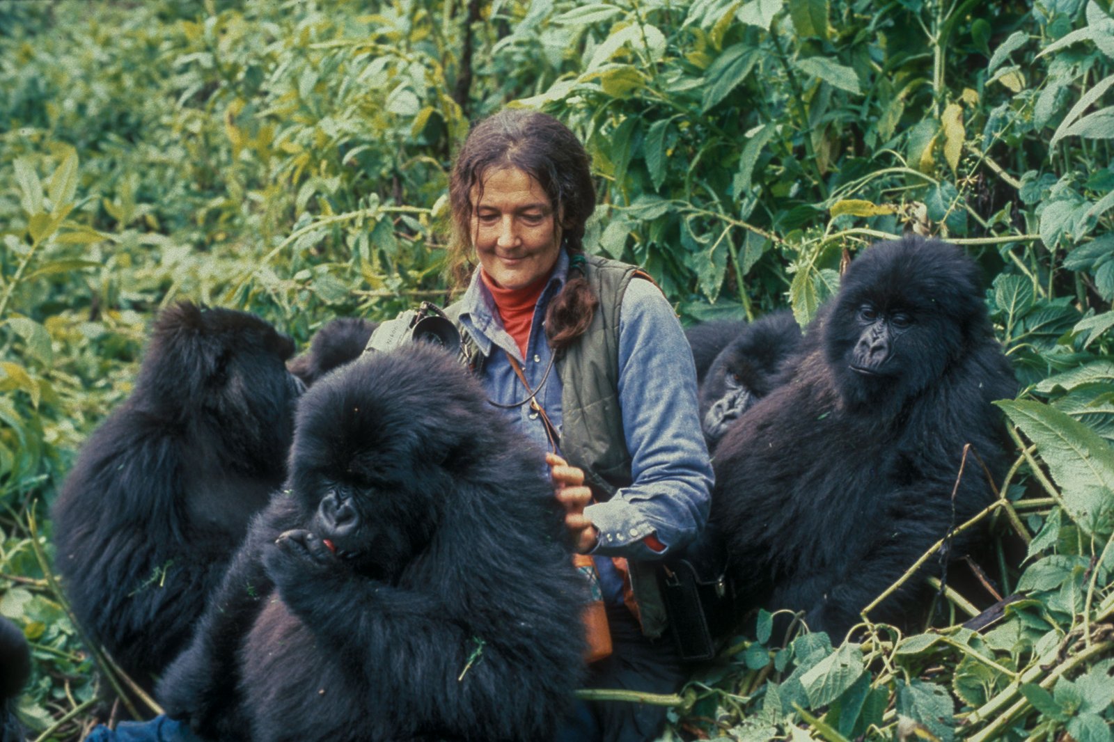 4 Days Gorilla and Dian Fossey Trek in Rwanda