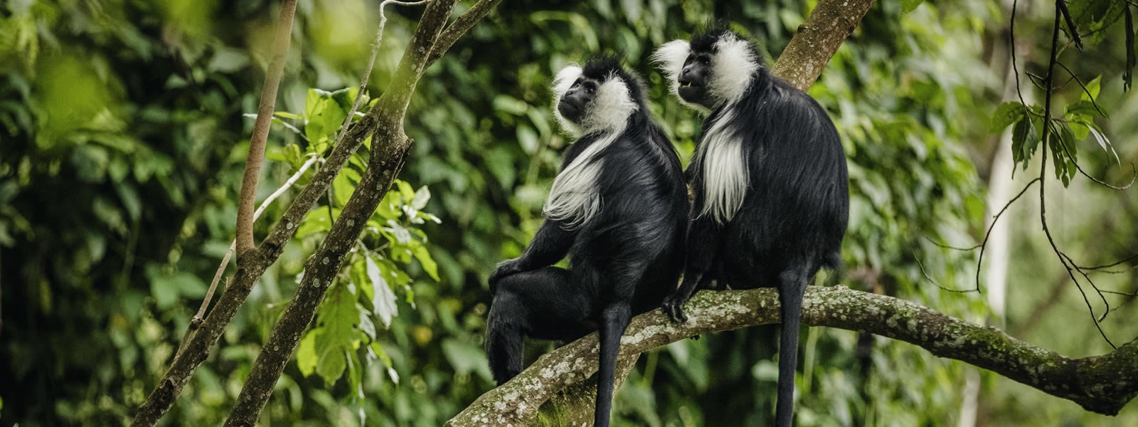 4 Days Rwanda Primate Safari