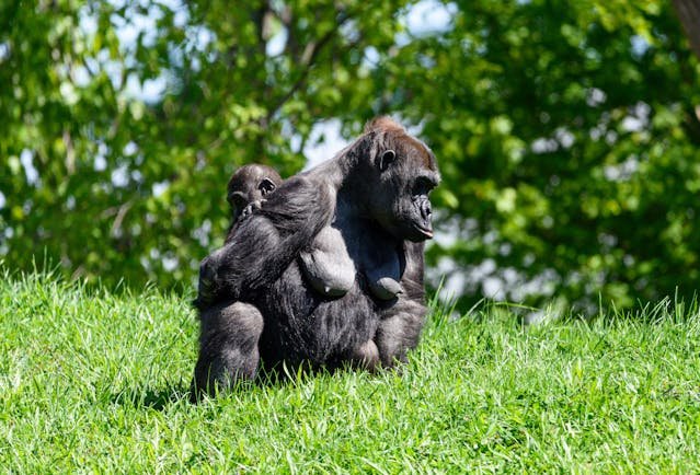 4 Day Uganda Gorilla Trekking Safari from Kigali