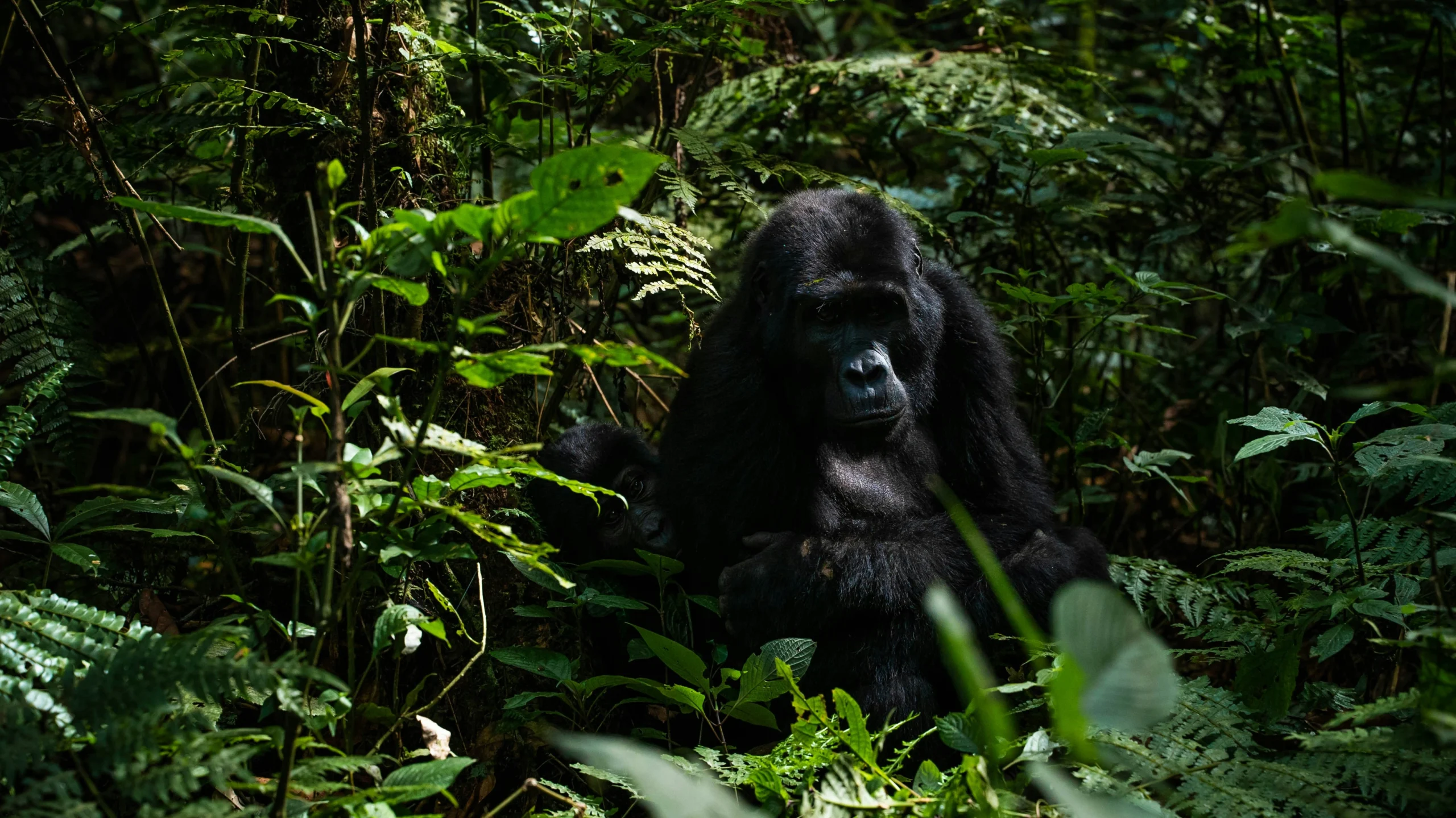 4 Days Gorilla Habituation Safari in Uganda