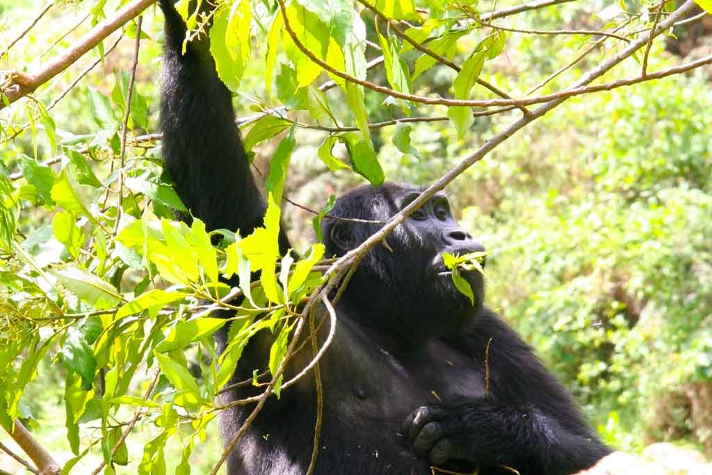 4 Days Luxury Gorilla Trekking Safari