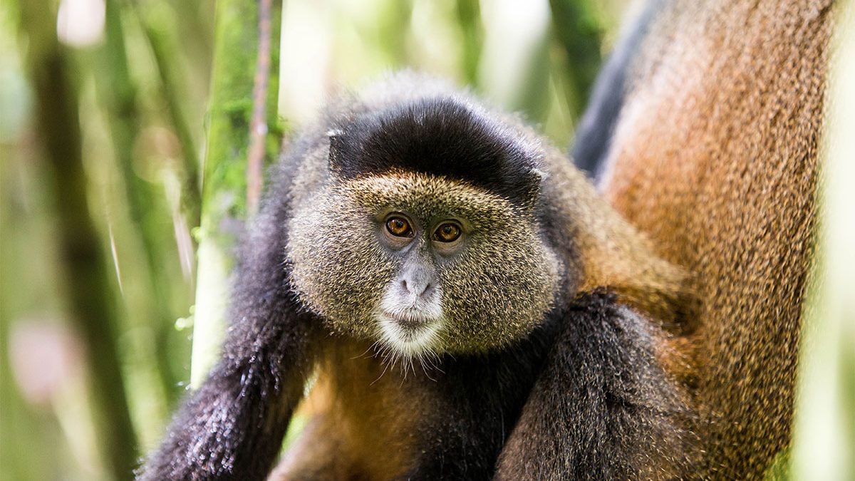 5 Days Rwanda Primates Safari