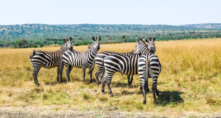 6 Days Safari in Rwanda