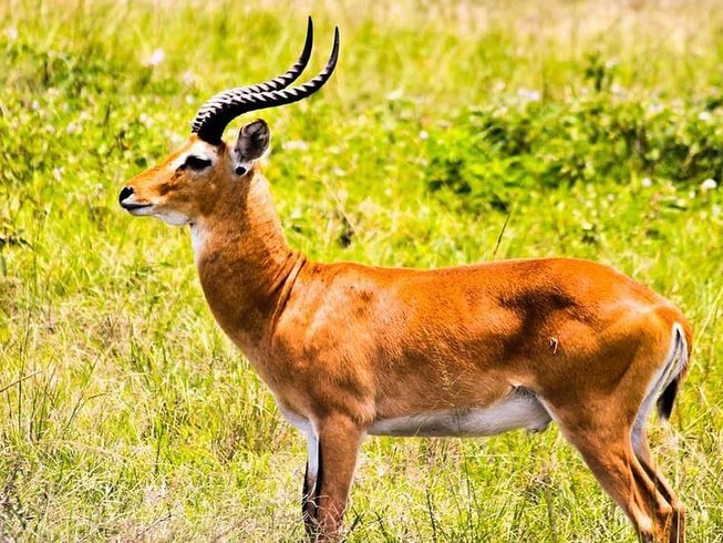 Rwanda Family Safari Experience