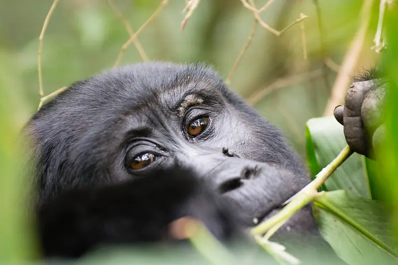 7 Days Luxury Rwanda Safari