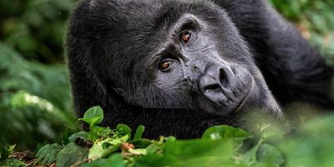 8 Day Gorilla Trekking and Zanzibar Escape