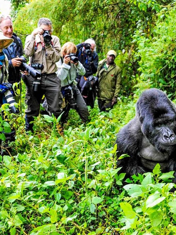 8 Days Uganda Rwanda Safari