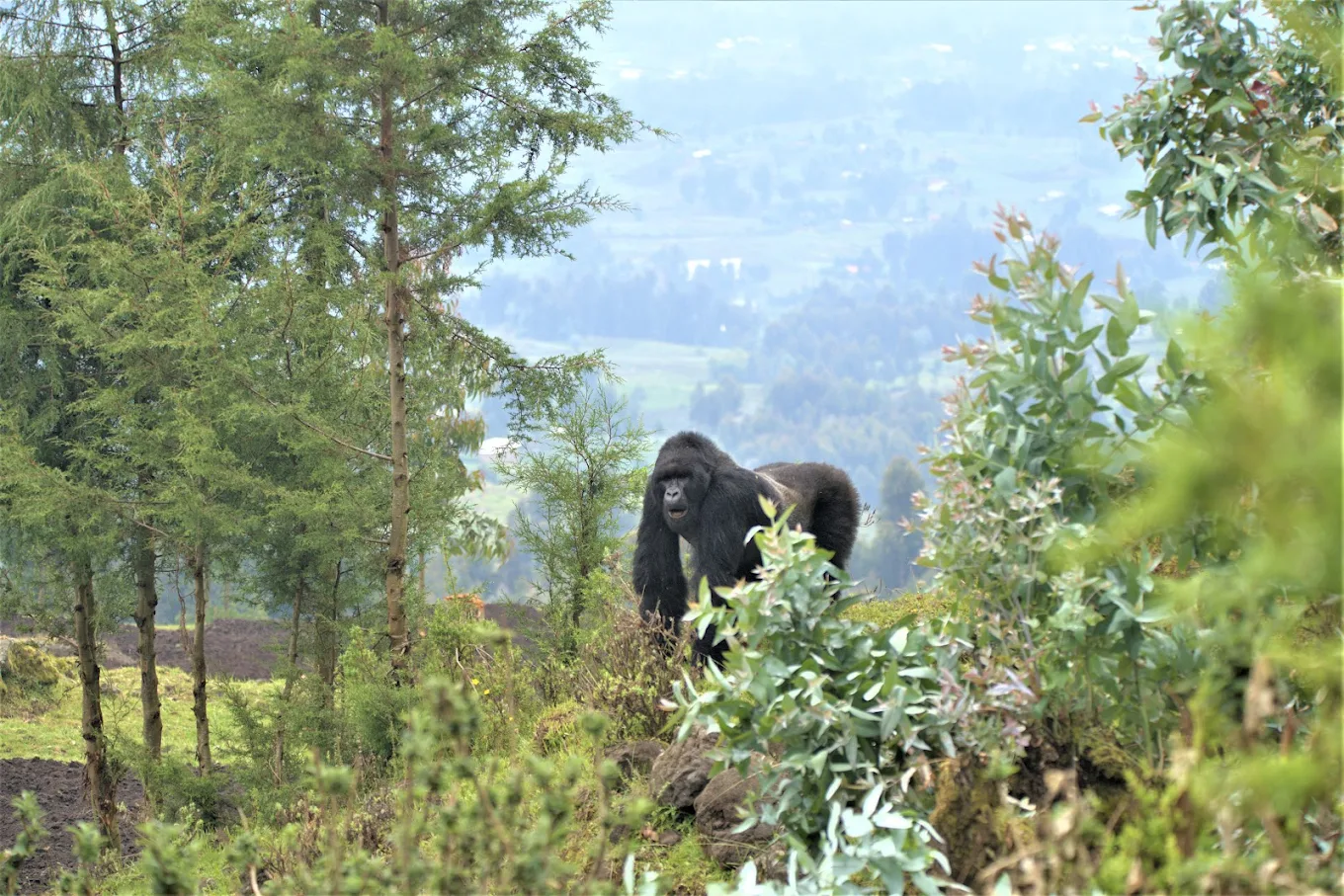 9 Days Rwanda Gorilla Trekking and Cultural Honeymoon Experience