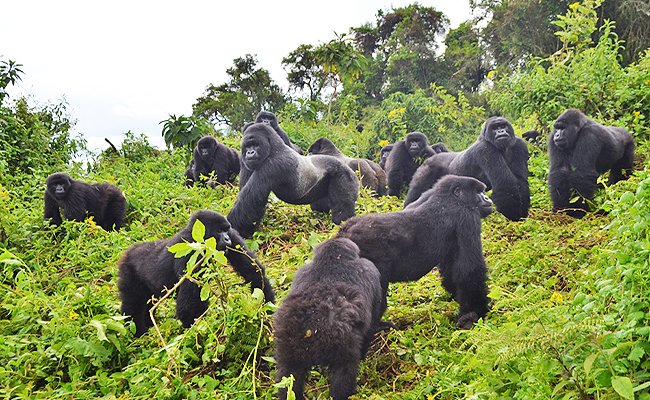 9 Days Rwanda Safari and Gorilla Trekking Safari Tour