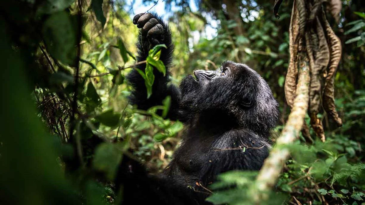 Personalized Luxury Gorilla Safari in Rwanda