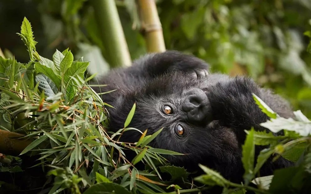 Accessible Luxury Gorilla Trekking in Rwanda