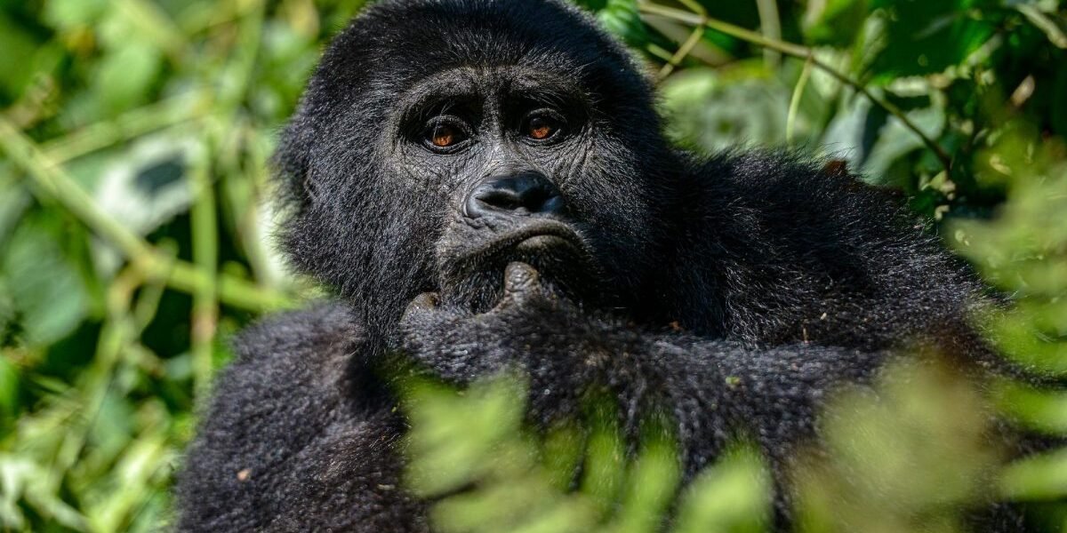 Accessible Luxury Gorilla Trekking in Rwanda and Uganda