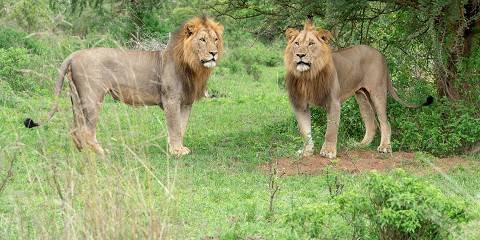 Safari in Akagera National Park Rwanda