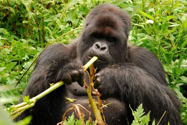 Best Time for Luxury Gorilla Safaris for Photographers