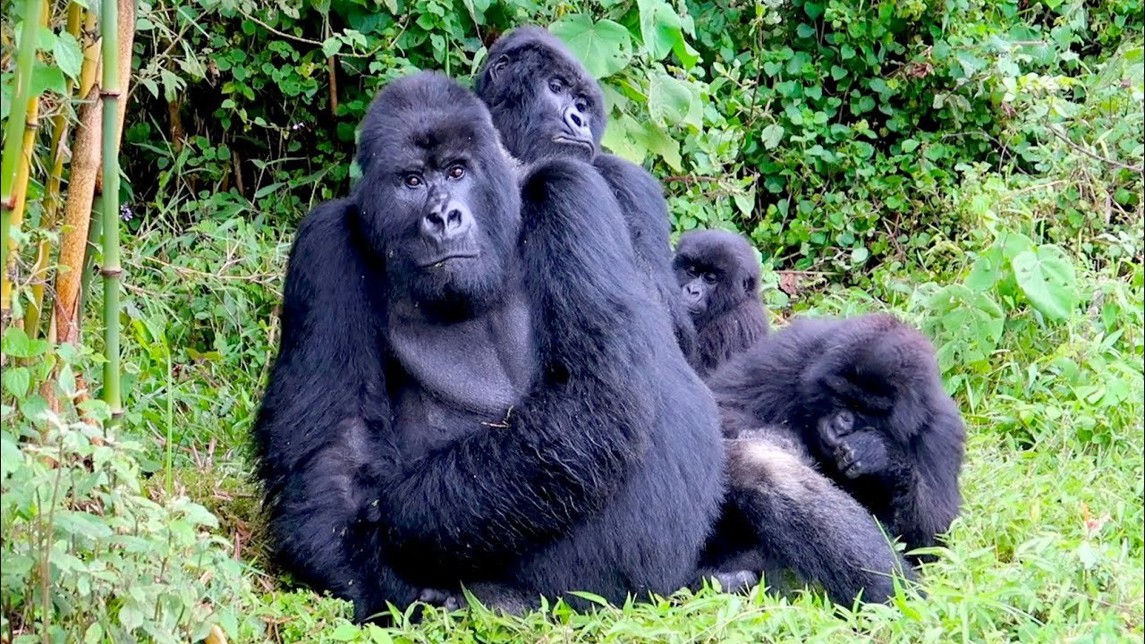 After Gorilla Habituation Experience