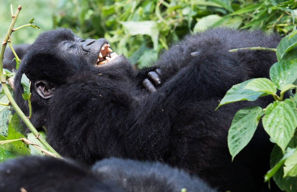 Best Time for Luxury Gorilla Trekking in Uganda