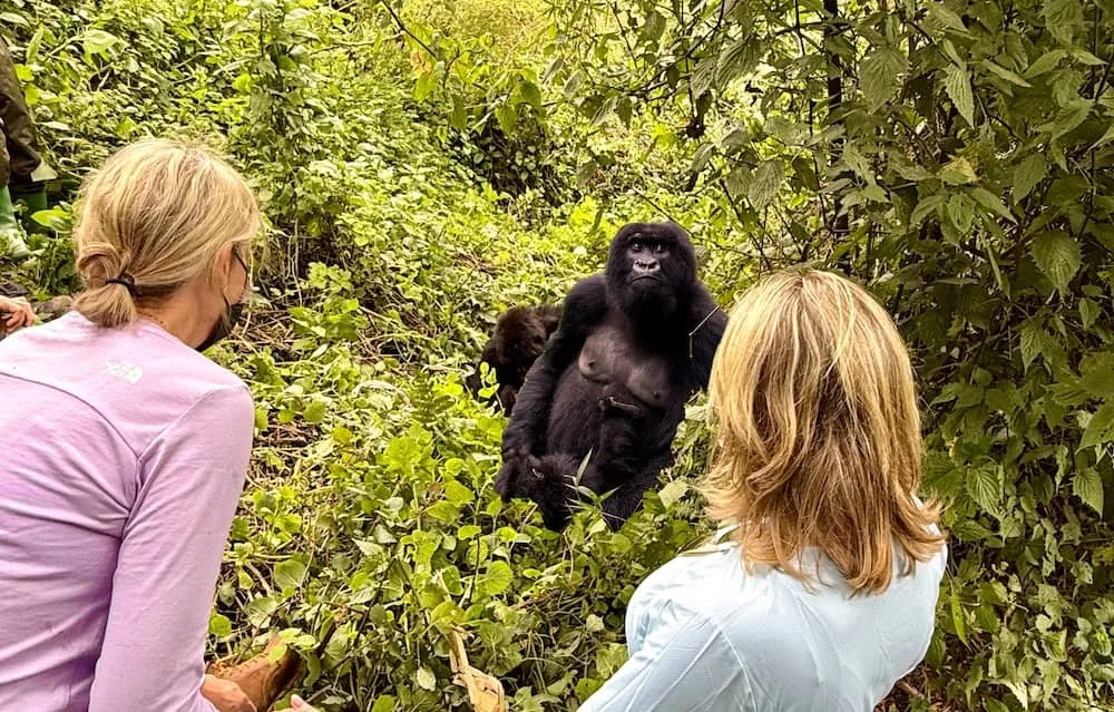 Budget Rwanda Safaris