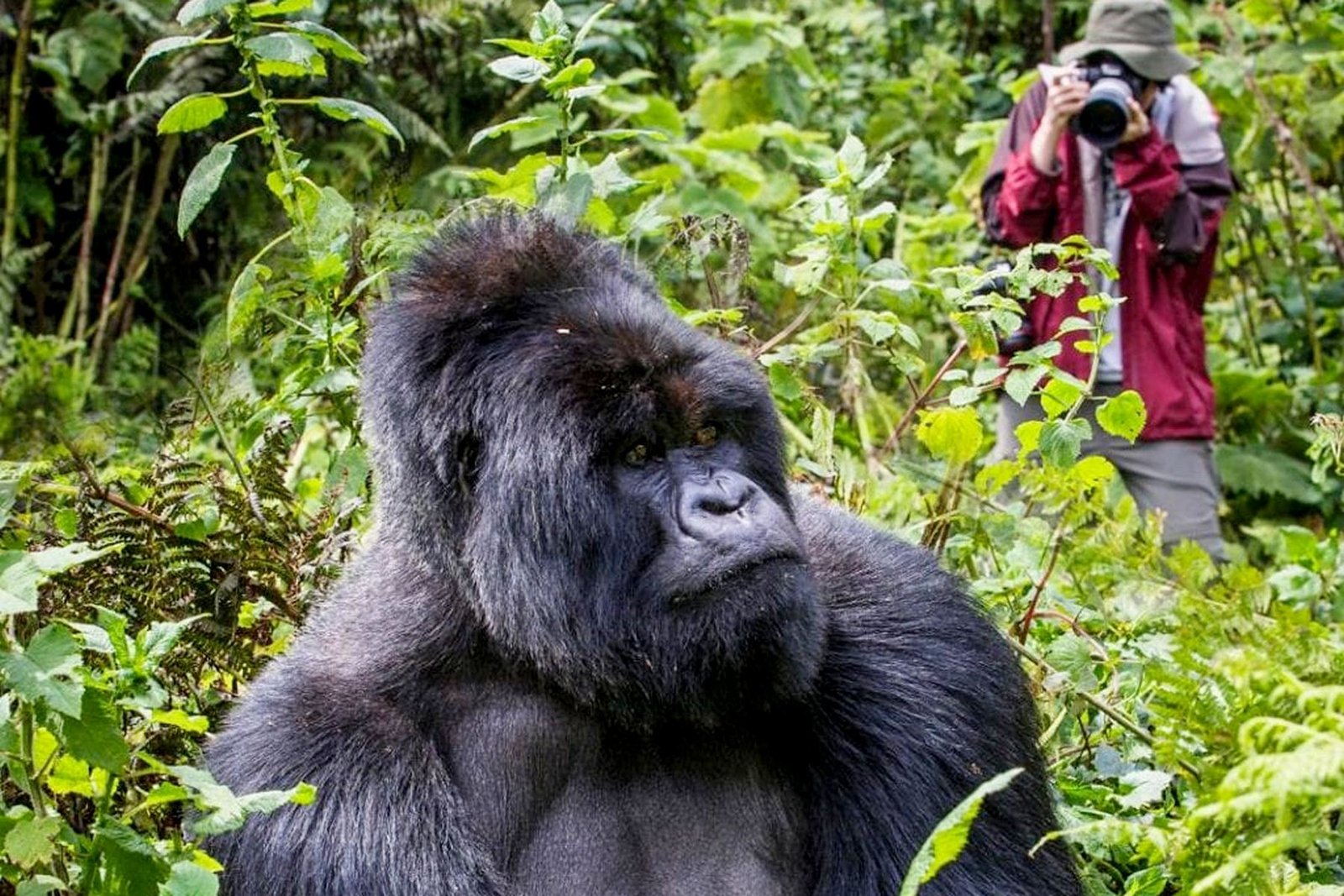 Bwindi Gorilla Trekking from Kigali Uganda Safari Experience
